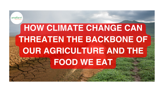 How Climate Change Can Threaten The Backbone of our Agriculture and the Food We Eat